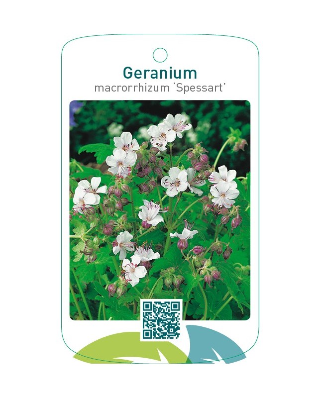 Geranium macrorrhizum ‘Spessart’