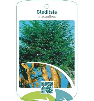 Gleditsia triacanthos