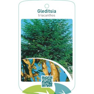 Gleditsia triacanthos