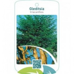 Gleditsia triacanthos