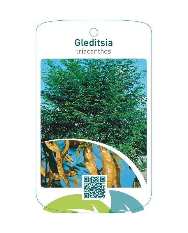 Gleditsia triacanthos