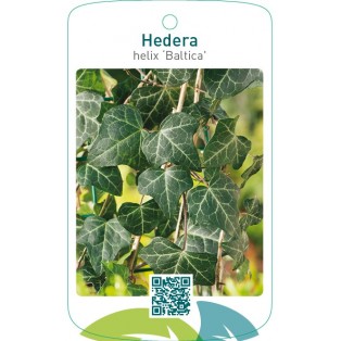 Hedera helix ‘Baltica’