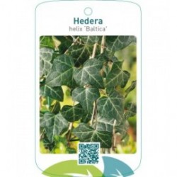 Hedera helix ‘Baltica’