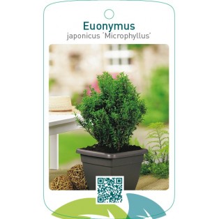 Euonymus japonicus ‘Microphyllus’