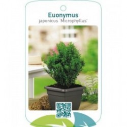 Euonymus japonicus ‘Microphyllus’