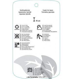 Etichette di Euonymus japonicus ‘Microphyllus’ *