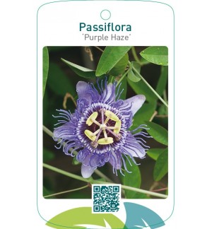 Passiflora ‘Purple Haze’