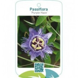 Passiflora ‘Purple Haze’