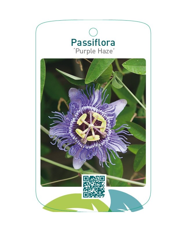 Passiflora ‘Purple Haze’