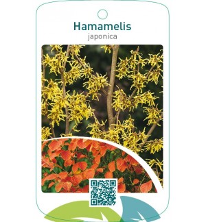 Hamamelis japonica