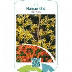 Hamamelis japonica