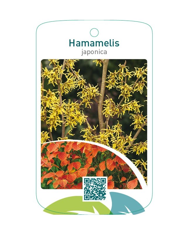 Hamamelis japonica