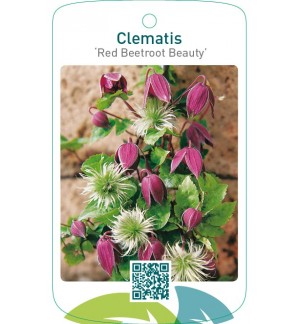 Clematis ‘Red Beetroot Beauty’