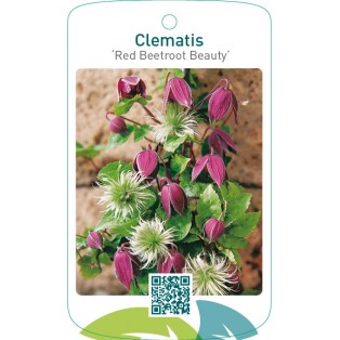 Clematis ‘Red Beetroot Beauty’