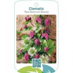 Clematis ‘Red Beetroot Beauty’