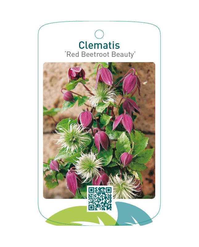 Clematis ‘Red Beetroot Beauty’