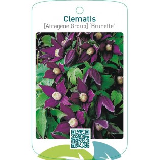 Clematis [Atragene Group] ‘Brunette’