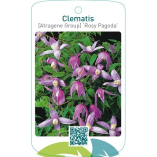 Clematis [Atragene Group] ‘Rosy Pagoda’