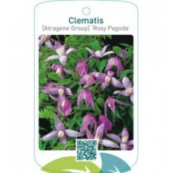 Clematis [Atragene Group] ‘Rosy Pagoda’