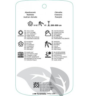 Etichette di Clematis [Atragene Group] ‘Rosy Pagoda’ *