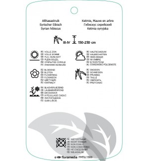 Etichette di Hibiscus syriacus ‘Diana’ *