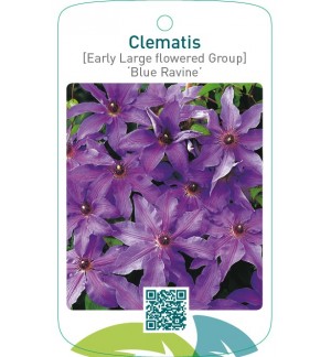 Clematis [Early Large flowered Group] ‘Blue Ravine’