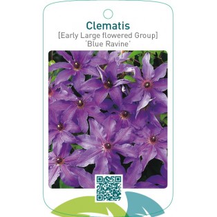 Clematis [Early Large flowered Group] ‘Blue Ravine’