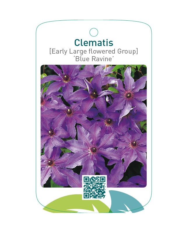 Clematis [Early Large flowered Group] ‘Blue Ravine’