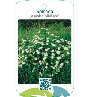 Spiraea japonica ‘Albiflora’