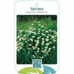 Spiraea japonica ‘Albiflora’