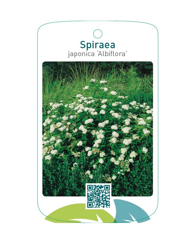 Spiraea japonica ‘Albiflora’