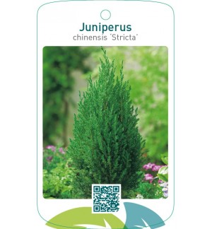 Juniperus chinensis ‘Stricta’