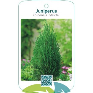 Juniperus chinensis ‘Stricta’
