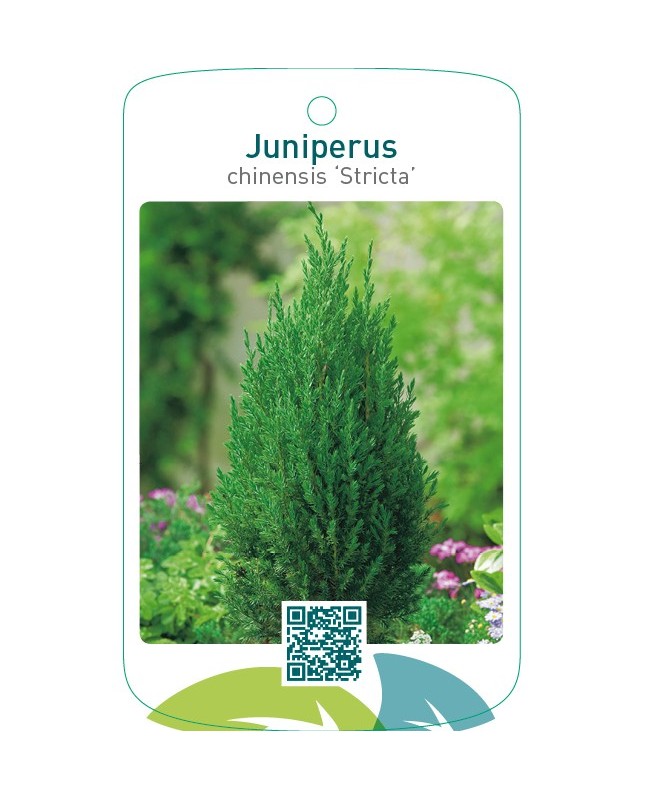Juniperus chinensis ‘Stricta’