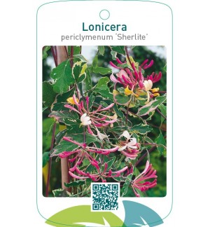 Lonicera periclymenum ‘Sherlite’