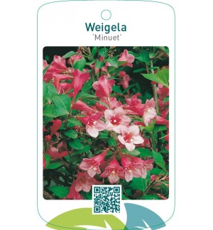 Weigela ‘Minuet’