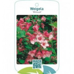 Weigela ‘Minuet’