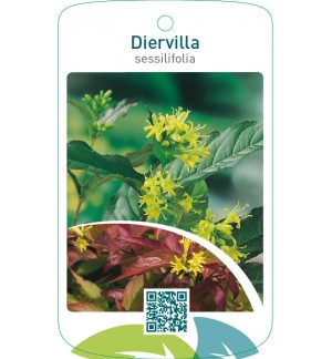 Diervilla sessilifolia