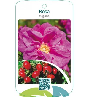 Rosa rugosa