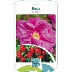 Rosa rugosa