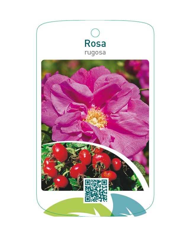 Rosa rugosa