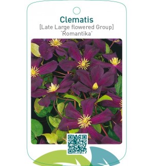 Clematis [Late Large flowered Group] ‘Romantika’