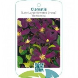 Clematis [Late Large flowered Group] ‘Romantika’