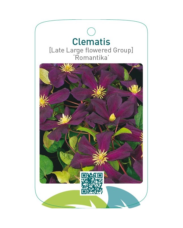 Clematis [Late Large flowered Group] ‘Romantika’