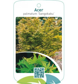 Acer palmatum ‘Sangokaku’