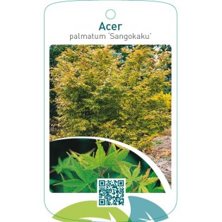 Acer palmatum ‘Sangokaku’