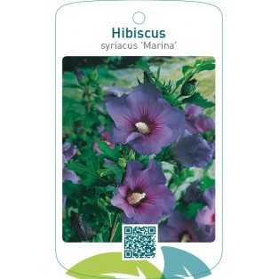 Hibiscus syriacus ‘Marina’