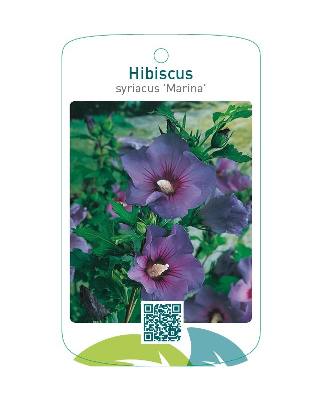 Hibiscus syriacus ‘Marina’