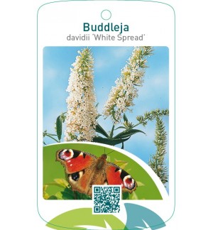 Buddleja davidii ‘White Spread’