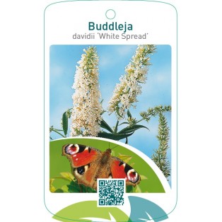 Buddleja davidii ‘White Spread’